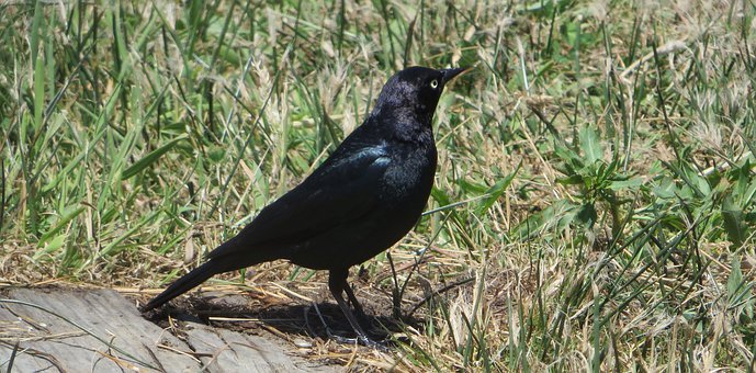 �������������ӵ�Ӱ�