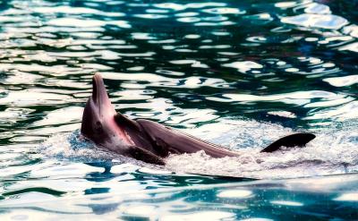 (2)˼�벻���ţ����������đ���������R...